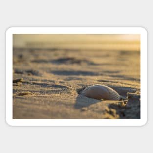 Seashells scene Sticker